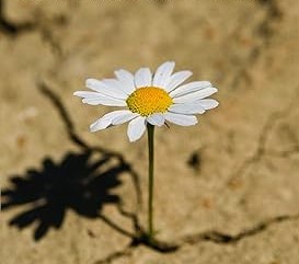 Stories of Hope After Fertility Struggles: Clinical Insight, Emotional Healing, and Real Outcomes from Infertility Counseling